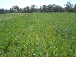 Pasture-Cropping