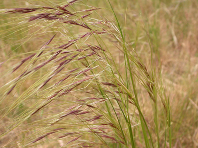 Chilean-needle-grass