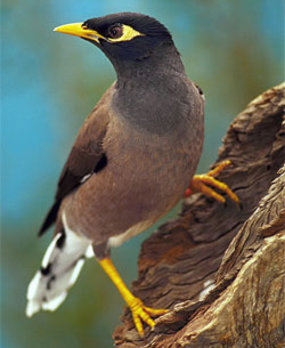 Indian Myna bird