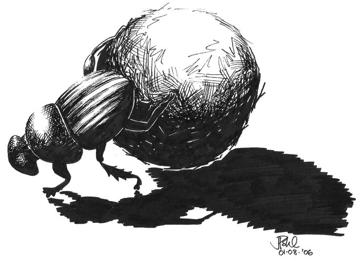dung-beetle-illustration-min