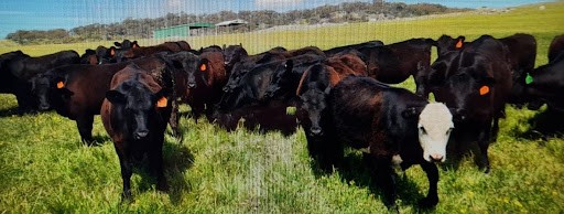 Pasture Cow